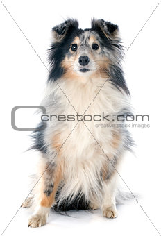 shetland dog