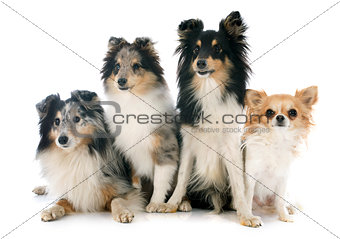 shetland dogs and chihuahua