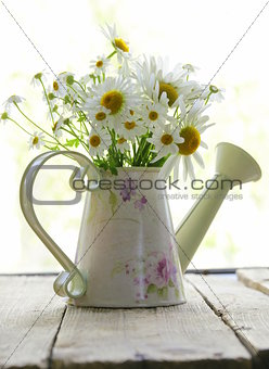 bouquet of fresh daisies camomile on a wooden background
