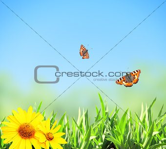 Green grass and butterflies