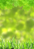 Summer green grass and maple leaves