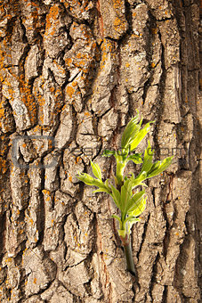 New leaf on old bark