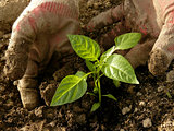 planting pepper seedlings