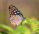 beautiful exotic butterfly 