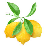 Yellow lemons on green branch