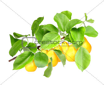 Yellow pears on green branch