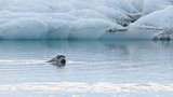 Seal swimming in Jokulsarlon Ice Lagoon