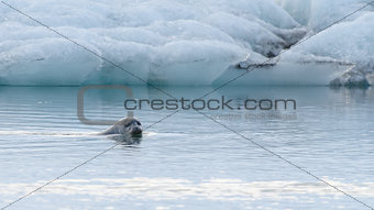 Seal swimming in Jokulsarlon Ice Lagoon