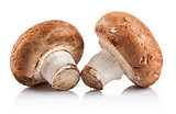 Two fresh mushroom champignon