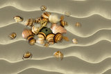 Sea Shells at beach