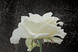 abstract view of white rose