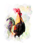 Watercolor Image Of  Rooster
