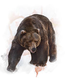 Watercolor Image Of  Grizzly Bear