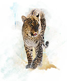 Watercolor Image Of  Leopard 