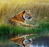 Tiger  On Grassy Bank With Reflection 
