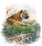 Watercolor Image Of  Tiger 