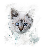 Watercolor Portrait Of Young Cat