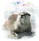 Watercolor Otter Portrait 