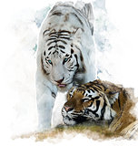 Watercolor Image Of  White And Brown Tigers
