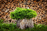 Tree planted in a pot from trunk with firewood background