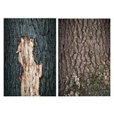 bark with two oaks