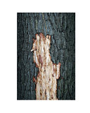 trimmed oak bark