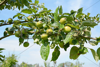 Apple tree branch with fruit