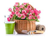 Pink rose in wicker basket with garden tool