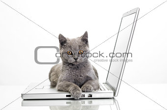 a kitten and a laptop