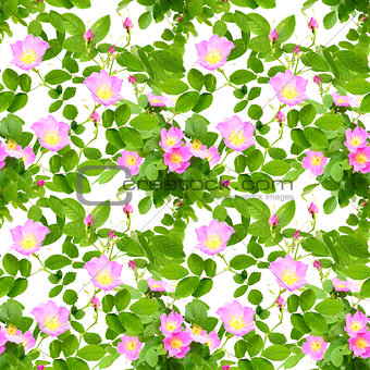 Seamless pattern of dog-roses flowers