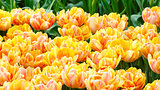Spring yellow-red tulips close-up.