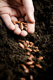 planting bean seeds