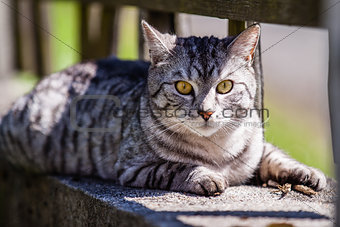 Cat on fence