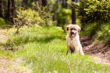 Leonberger dog puppy
