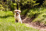 Leonberger dog puppy