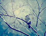 Sparrow on the snowy branch