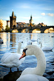 Swans on Vltava river