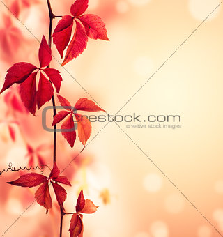 Red ivy
