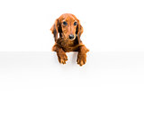 red dog breed dachshund