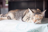 Siamese female cat sleeping indoor