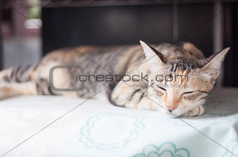 Siamese female cat sleeping indoor