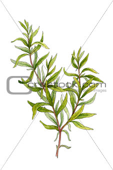 Sprig of rosemary. Watercolor illustration