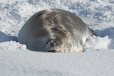 Crabeater seals lying in the snow.