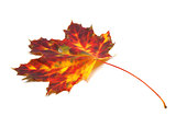 Autumn yellowed maple leaf
