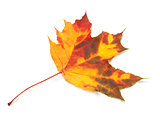 Orange autumn maple leaf