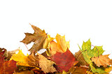 Autumn maple-leaf background