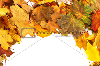 Autumn dry maple-leafs background