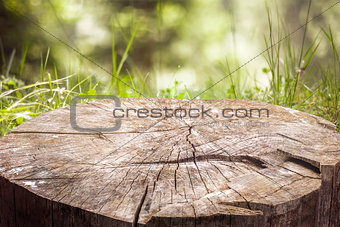 Stump on the green grass in the forest