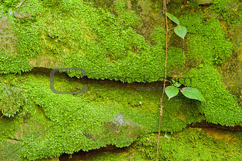 Texture of stone with moss