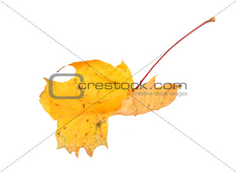 Yellow maple-leaf